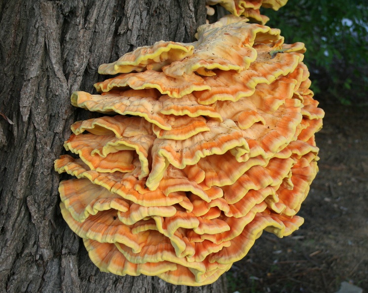 Chicken of the Woods AKA Sulphur Shelf (Laetiporus sulphureus), Havré, Belgium